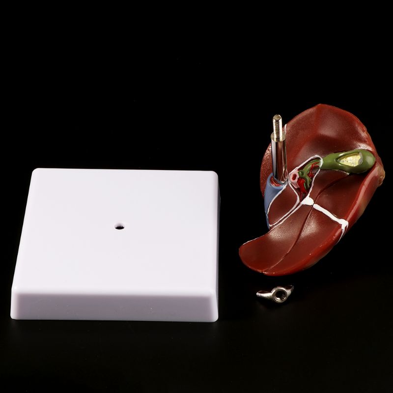 人間の肝臓病理学的解剖モデル解剖学校医療教育表示ツールラボ機 - Medical Lab Design のレビューと価格